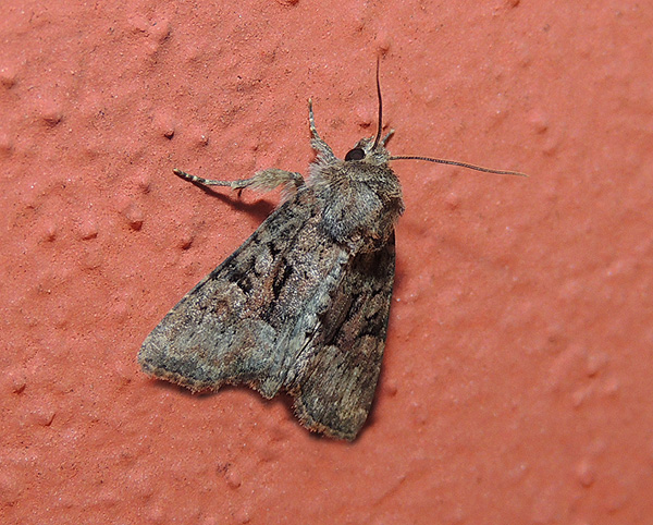 Clemathada calberlai Noctuidae